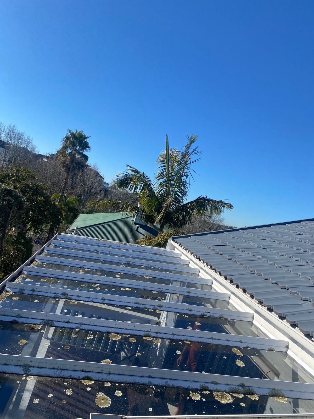 Roof surface heavily infested with moss and mould before cleaning and treatment.
