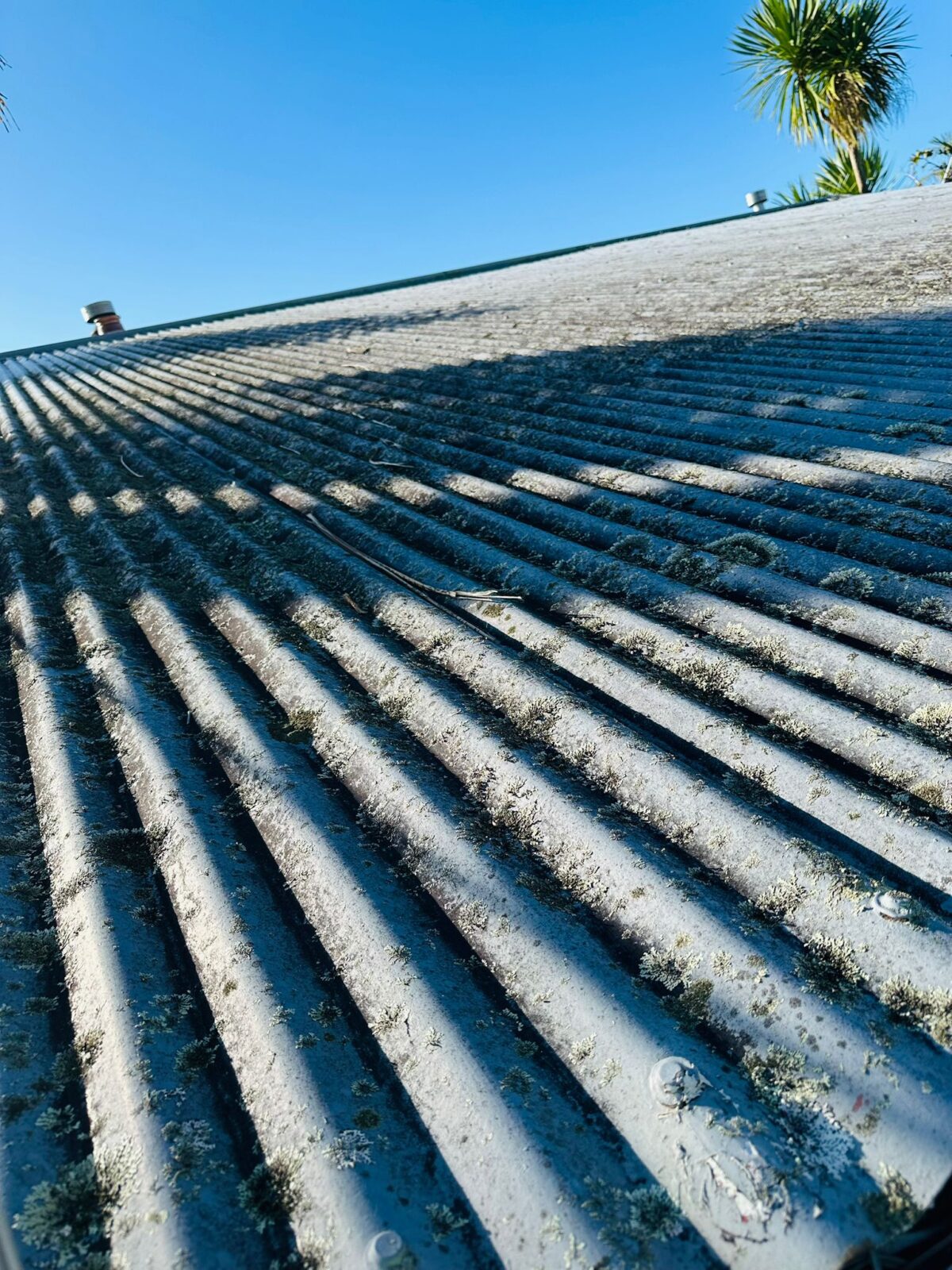 Roof with heavy moss and lichen growth before professional roof treatment and cleaning.